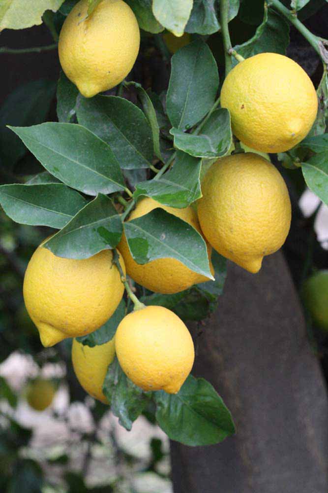              Fruit (Riverside, CA)       